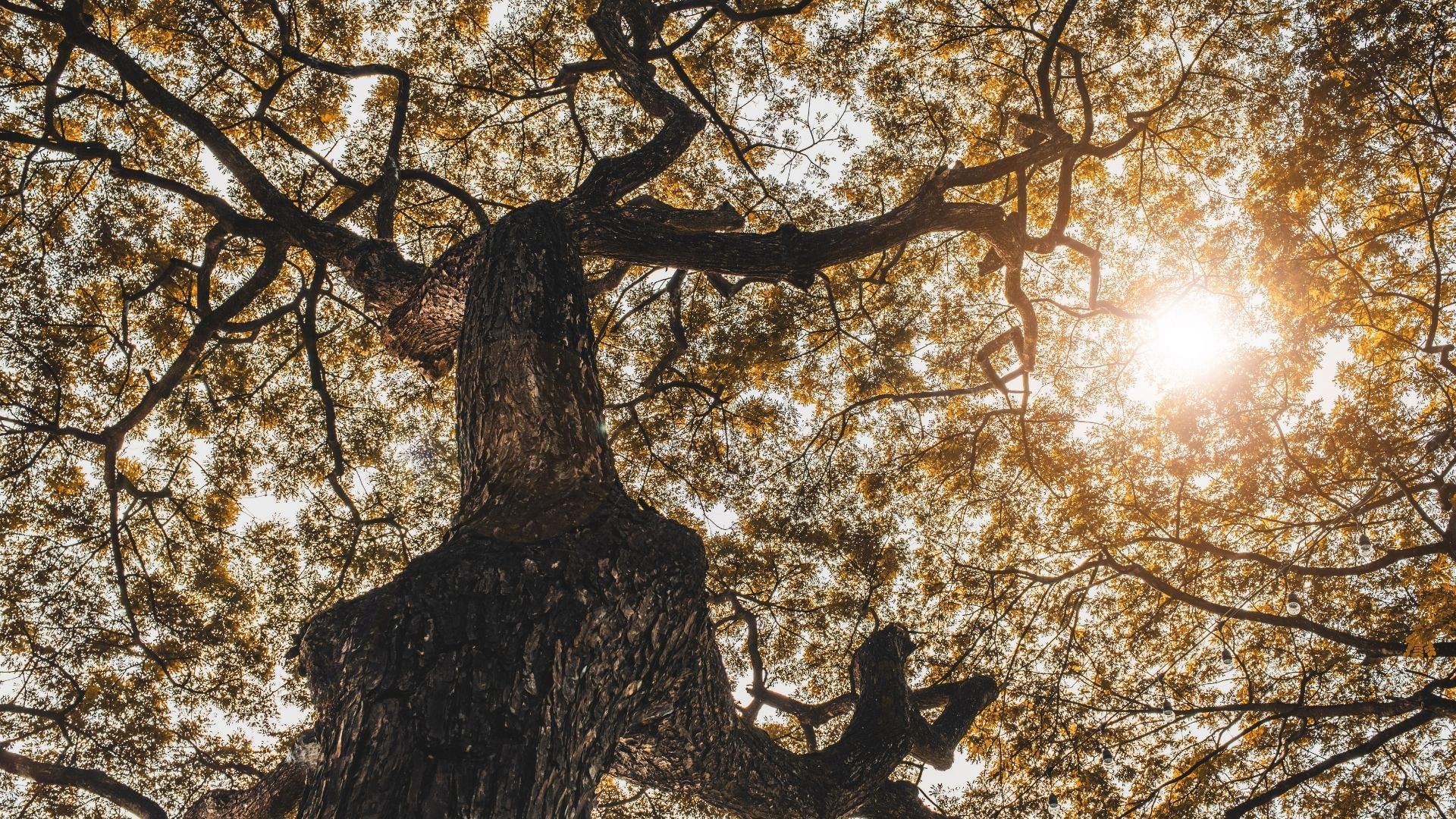 Ancient tree canopy - a symbol of deep roots and enduring legacy